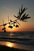 /album/nejlepsi-z-rhodosu-2008/olive-branchsm-jpg/